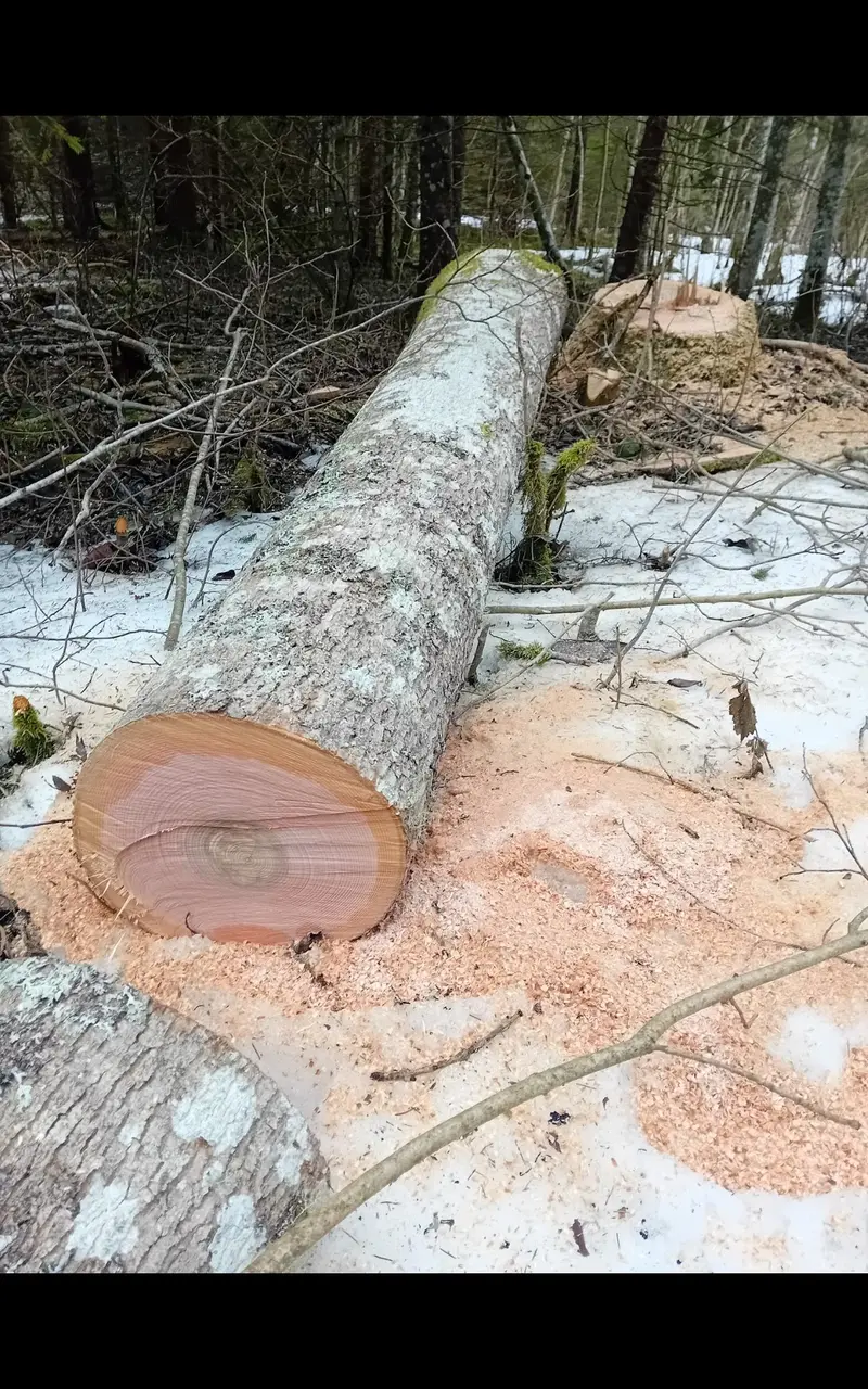 Värske palk otse metsast - toormaterjal saagimiseks